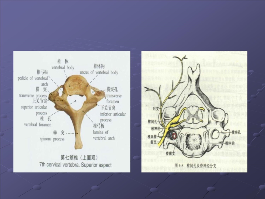 神经根型颈椎病的诊断2讲课教案_第4页