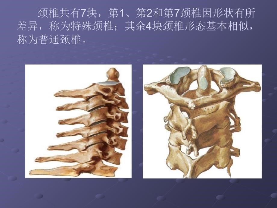 神经根型颈椎病的诊断2讲课教案_第5页