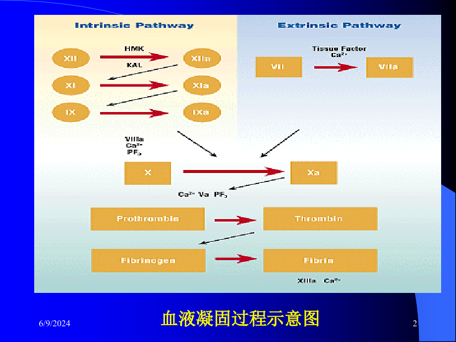 作用于凝血系统的药物上课讲义_第2页