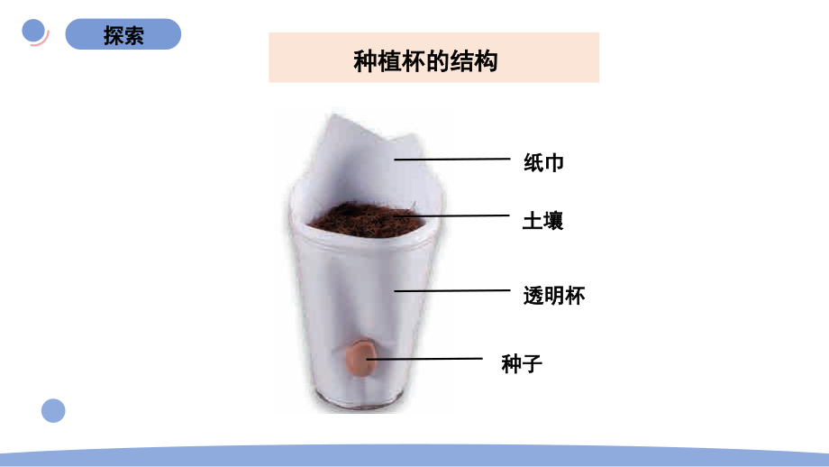 2022新教科版四年级科学下册第一单元《2种植凤仙花》课件_第4页