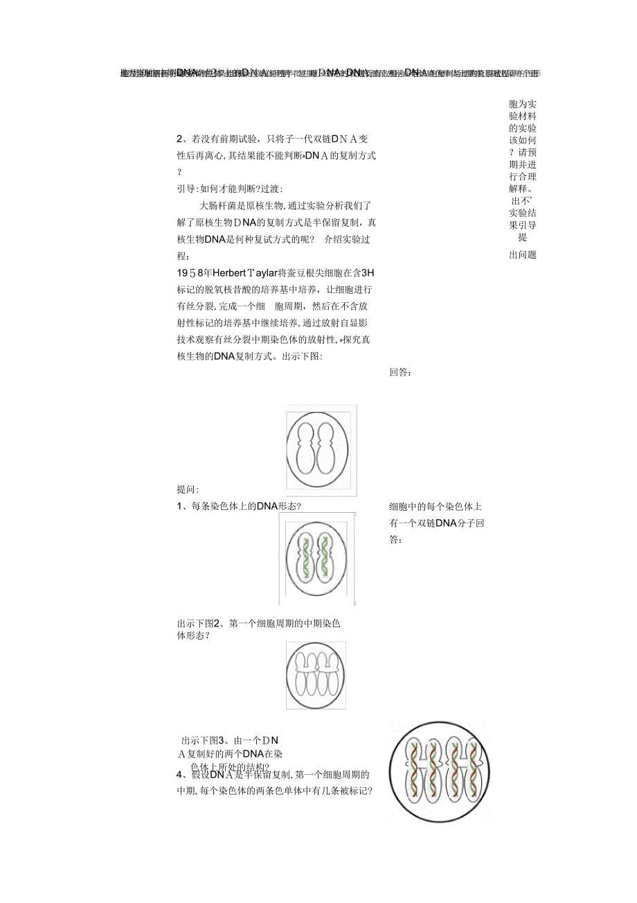 《DNA的复制教案汇总》_第5页