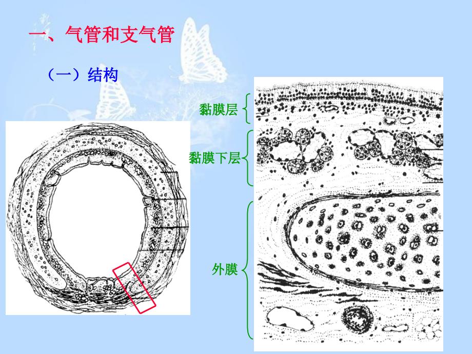 呼吸系统(组织胚胎学)[共36页]_第3页