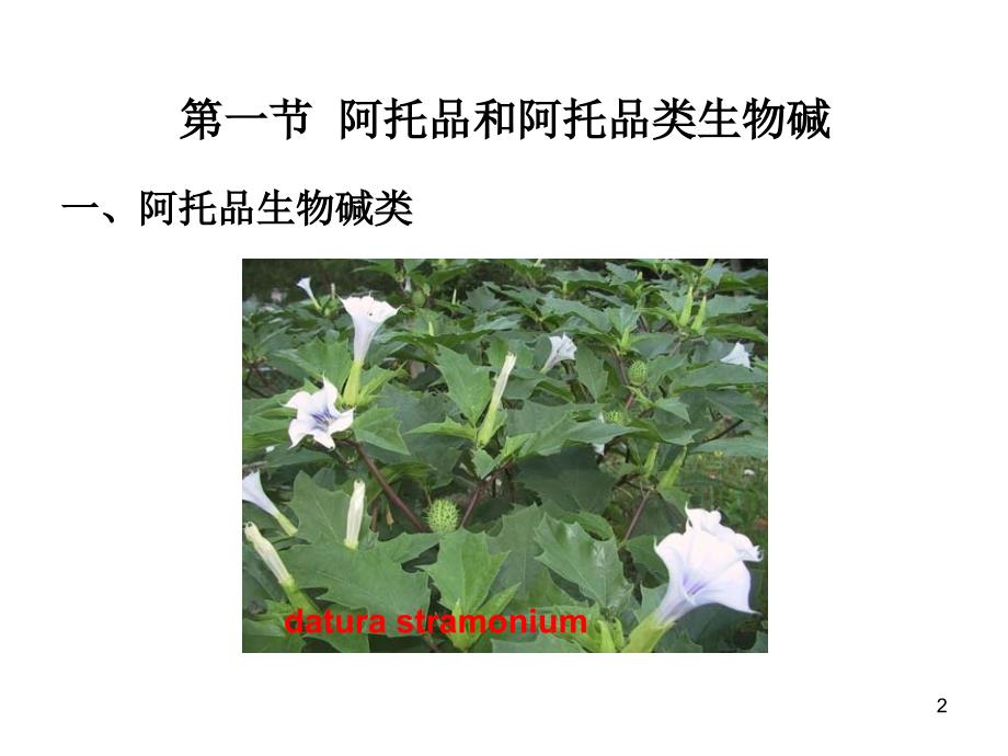 第八章 胆碱受体阻断药M胆碱受体阻断药_第2页