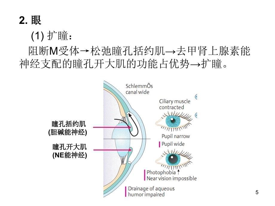 第八章 胆碱受体阻断药M胆碱受体阻断药_第5页