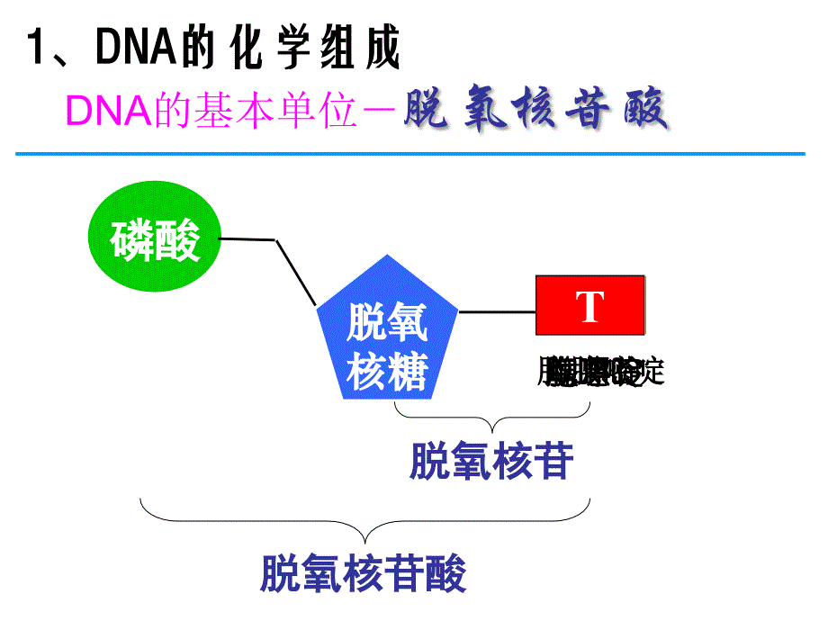 第二节DND分子的结构_第2页