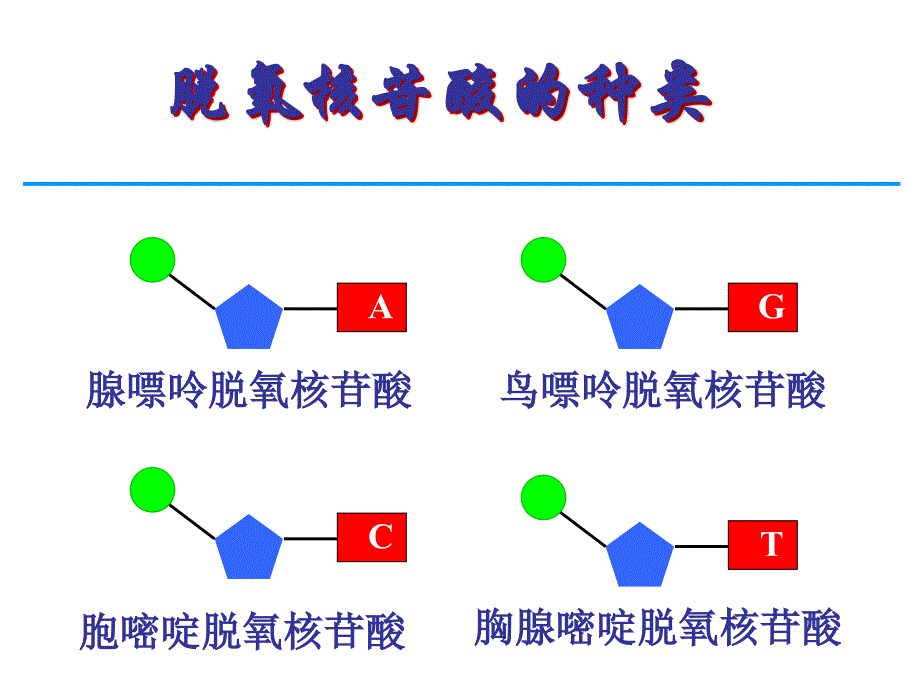 第二节DND分子的结构_第3页