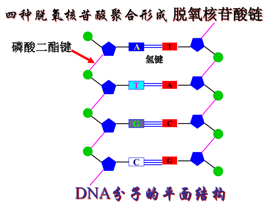 第二节DND分子的结构_第4页