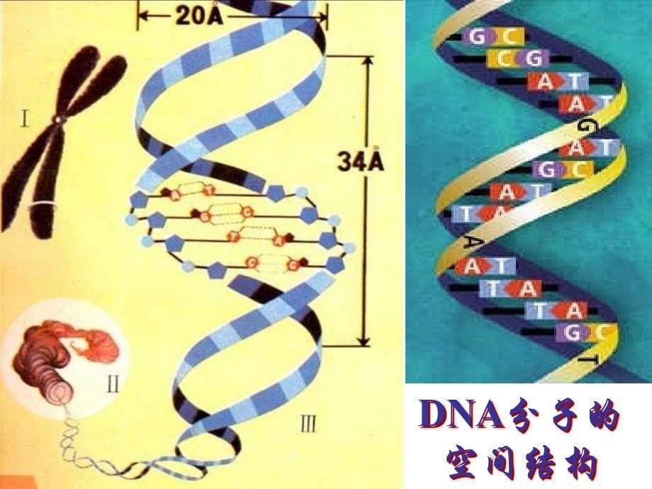 第二节DND分子的结构_第5页