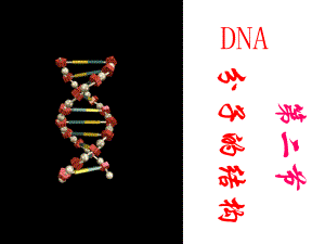 第二节DND分子的结构