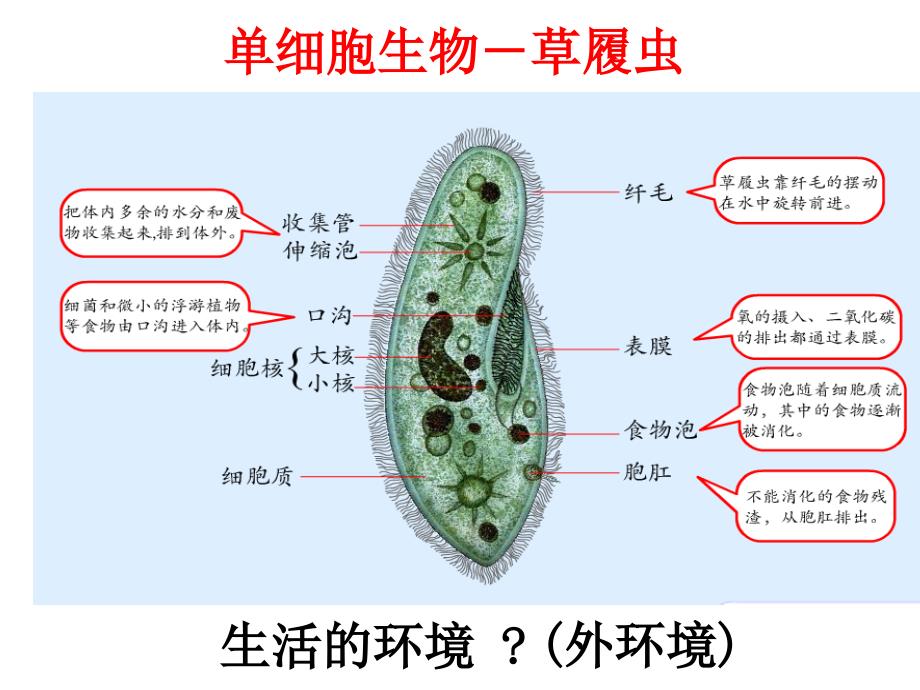 第一节细胞生活的环境(1)_第2页