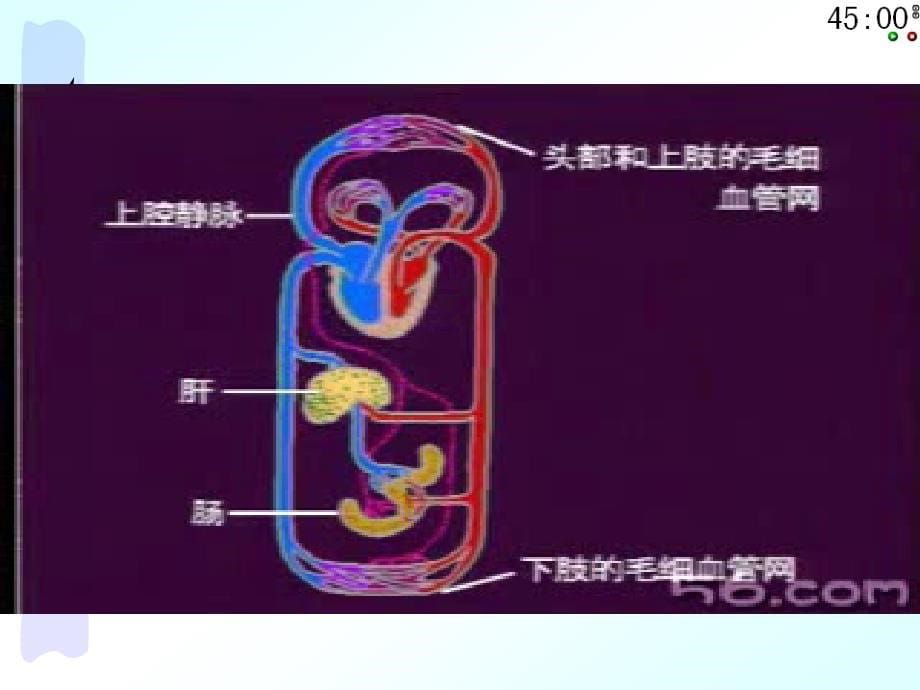 内环境课件_第5页