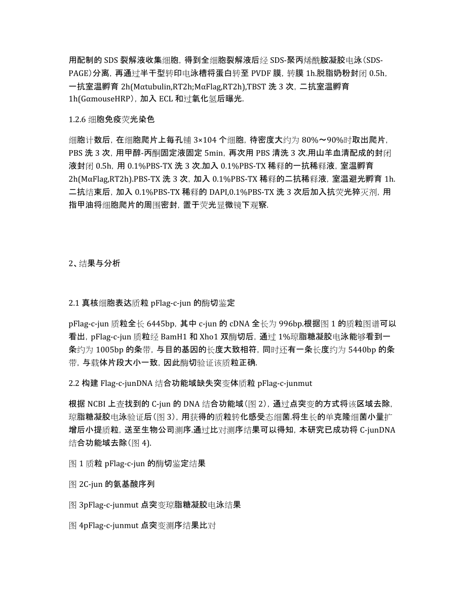 构建癌基因C-jun与其缺失突变体过表达细胞株及鉴定研究_第3页