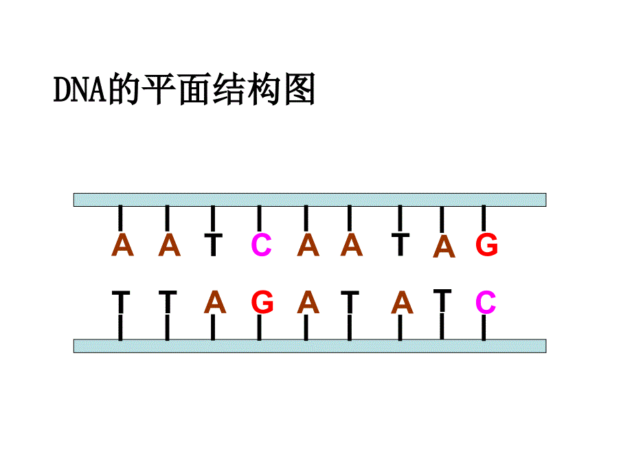 基因指导蛋白质的合成3(1)_第4页