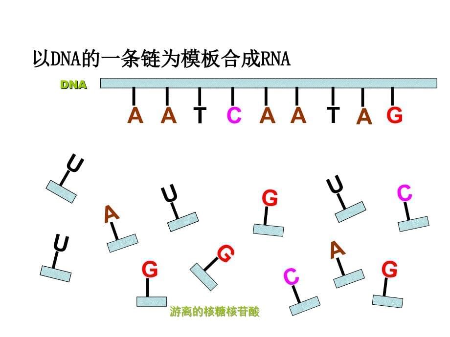 基因指导蛋白质的合成3(1)_第5页