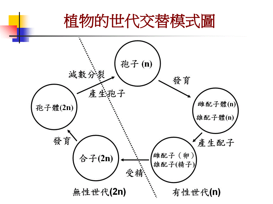 植物的世代交替_第4页