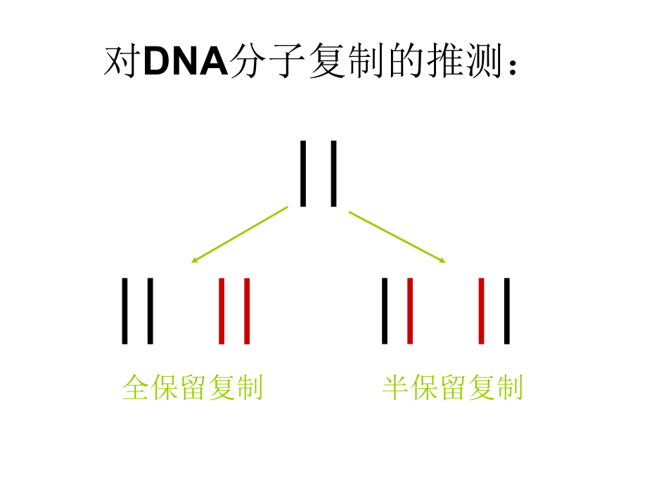 第3节 DNA的复制１_第2页