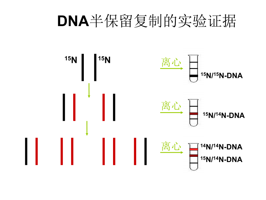 第3节 DNA的复制１_第3页