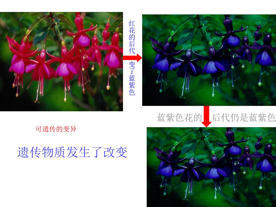 第一节基因突变和基因重组_第4页