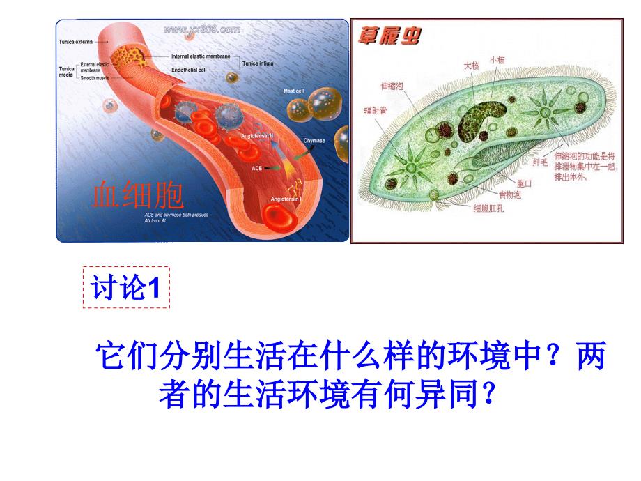 第一章第一节　细胞生活的环境_第3页