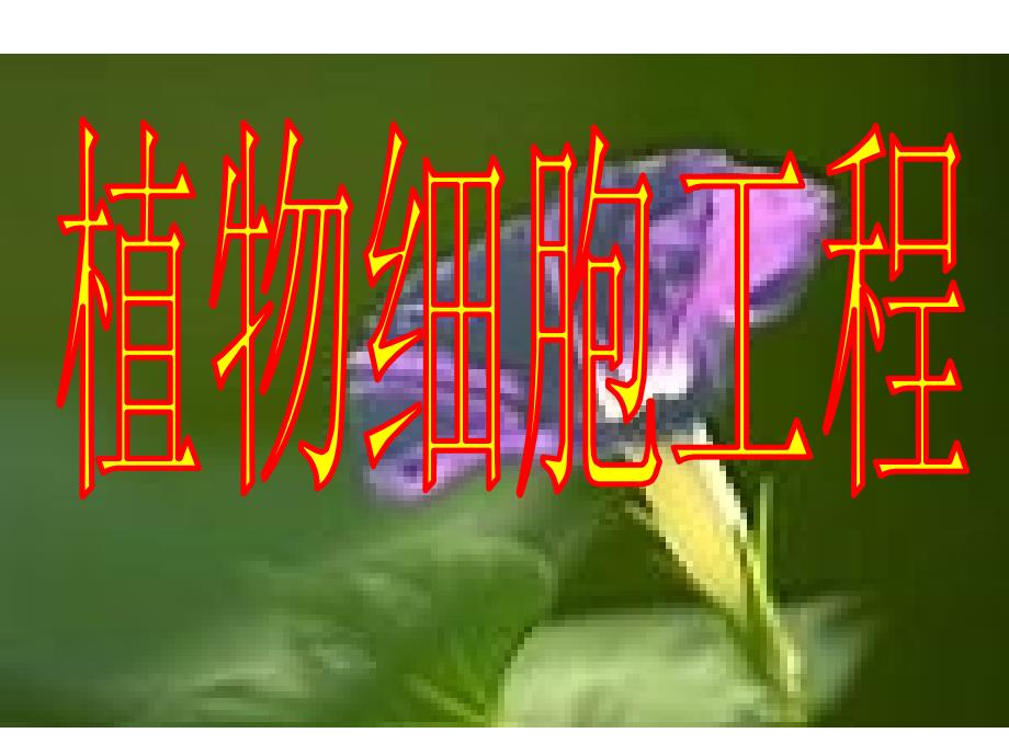 生物：21《植物细胞工程》课件（1）（新人教版选修3）_第1页