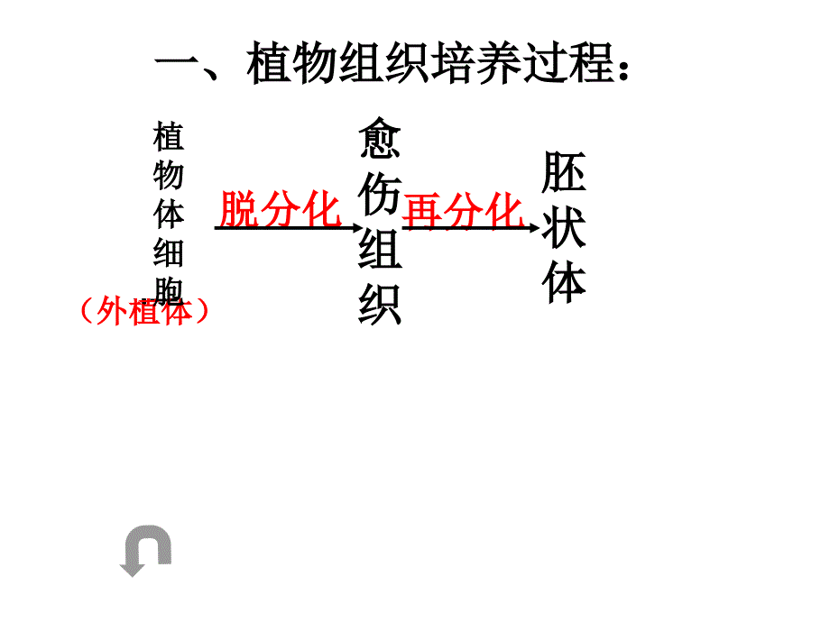 生物：21《植物细胞工程》课件（1）（新人教版选修3）_第4页