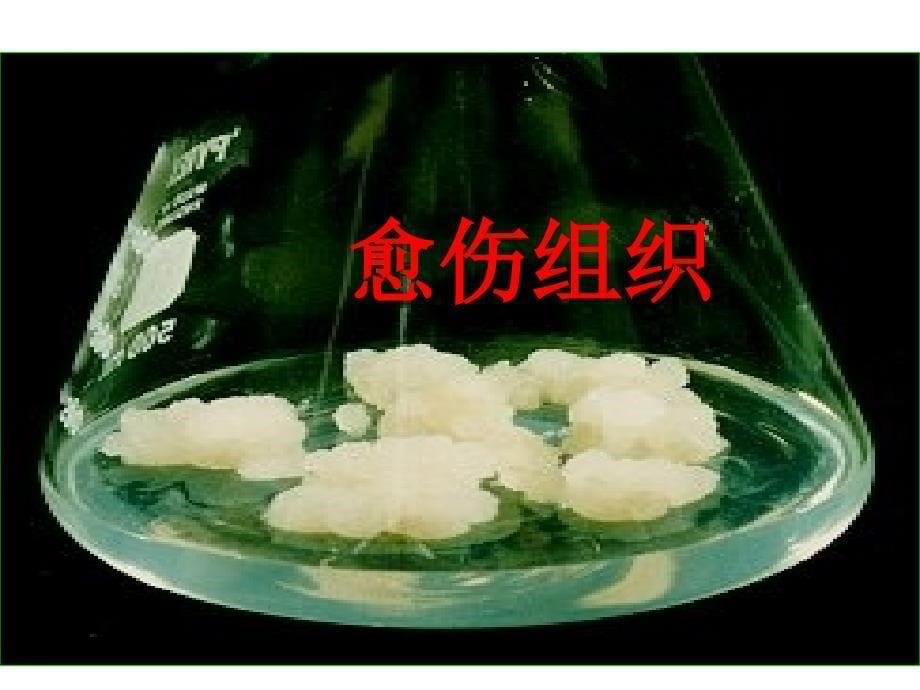 生物：21《植物细胞工程》课件（1）（新人教版选修3）_第5页