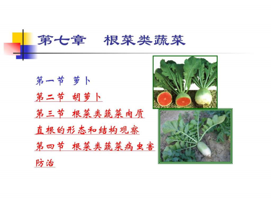 根菜类蔬菜种植技术PPT_第2页