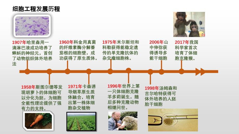 植物细胞工程人教版高中生物选择性必修3课件ppt_第2页