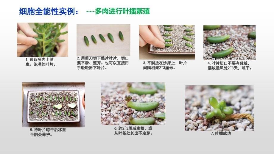 植物细胞工程人教版高中生物选择性必修3课件ppt_第5页