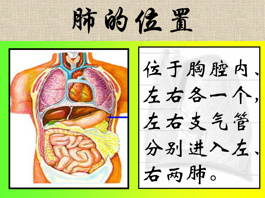 发生在肺内的气体交换.ppt.课件_第3页