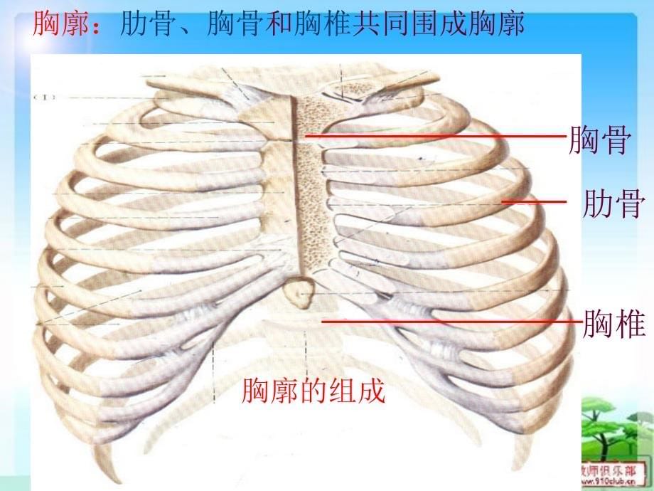 发生在肺内的气体交换.ppt.课件_第5页