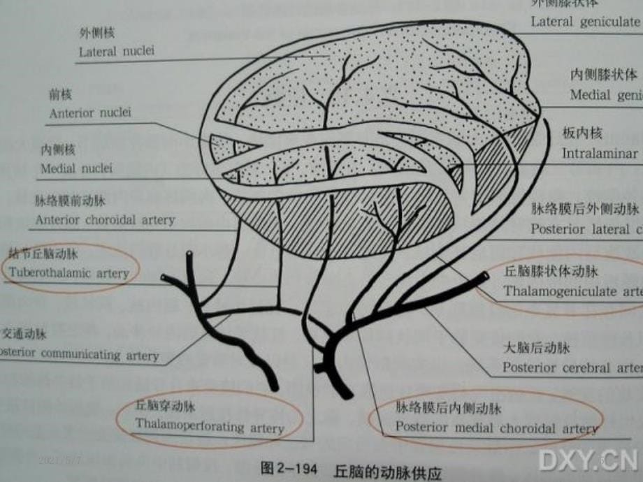 丘脑供血动脉_第5页