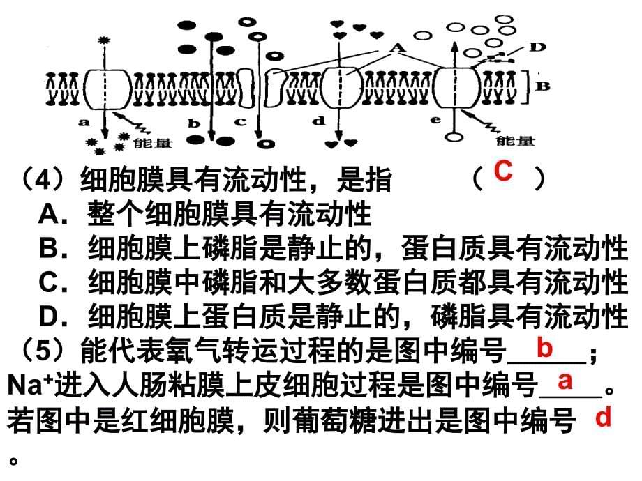 高考生物二轮专题复习课件：细胞的基本结构_第5页