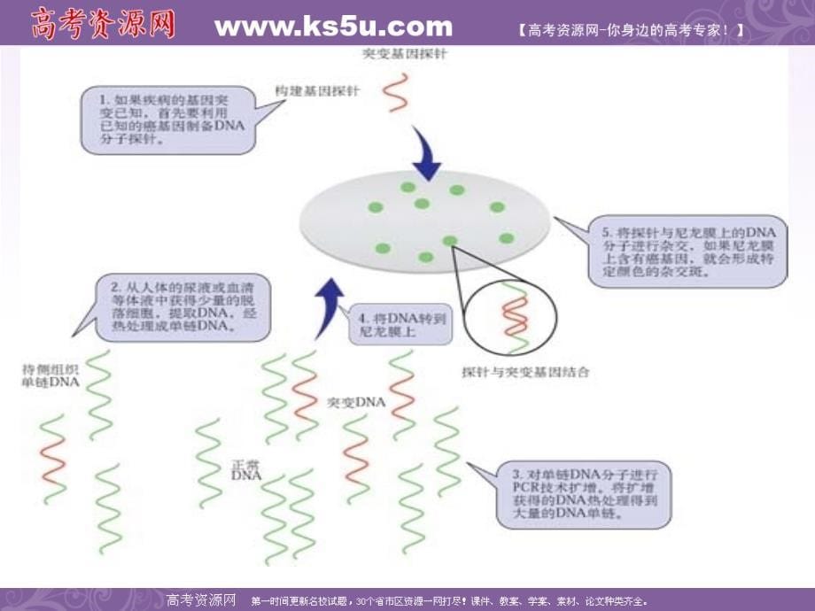 生物：1.2《基因诊断与基因治疗》课件（新人教版选修2）_第5页