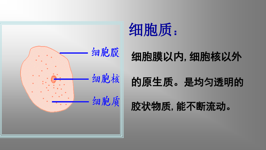 细胞器——系统内的分工课件_第2页