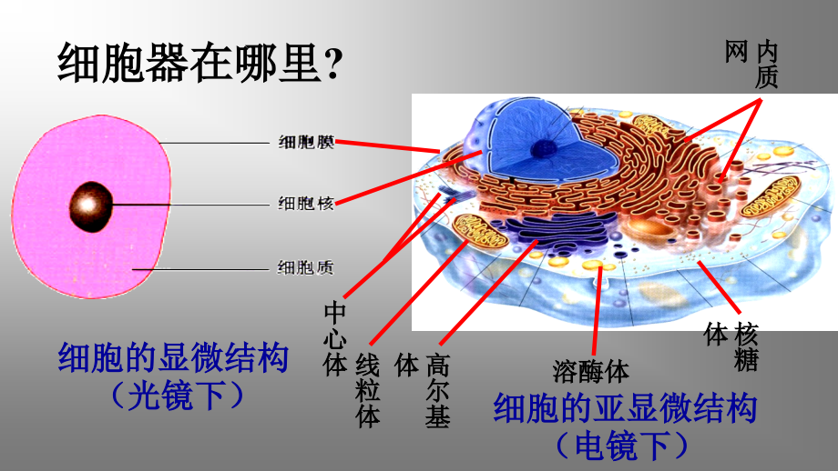 细胞器——系统内的分工课件_第3页