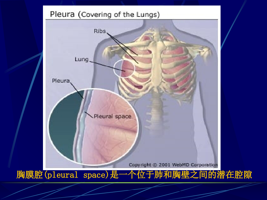 胸腔积液(最新修改)课件_第3页