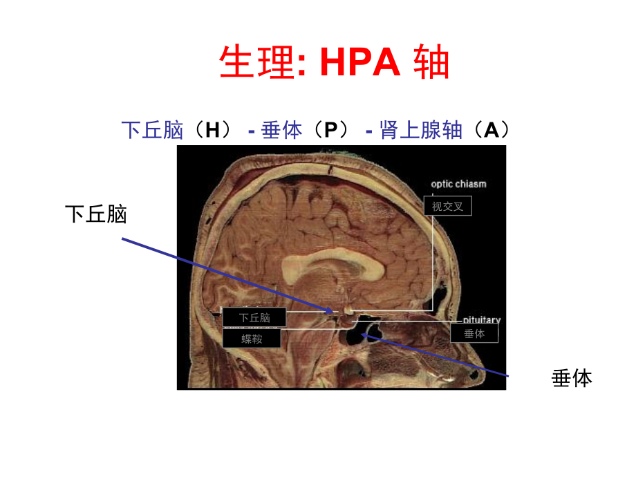 糖皮质激素在风病中的合理应用[精品]课件_第4页