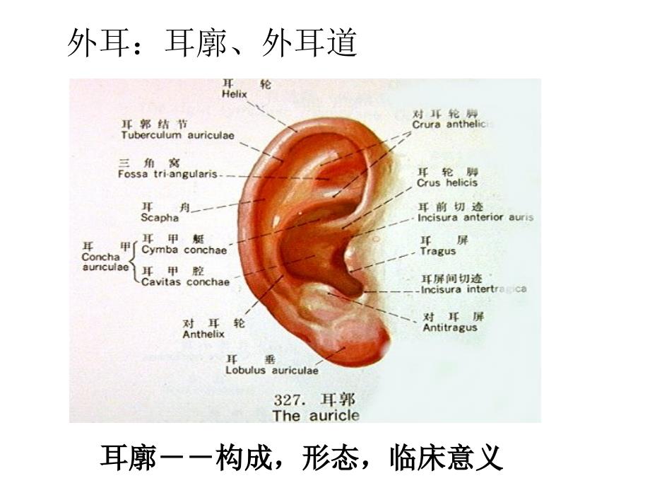 《耳鼻咽喉-头颈外科学》教学课件：3-耳的应用解剖_第4页
