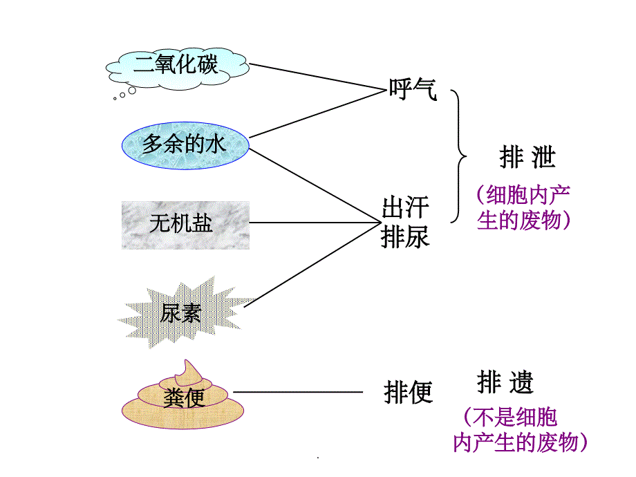 人体泌尿系统的组成(完整版)PPT课件_第2页