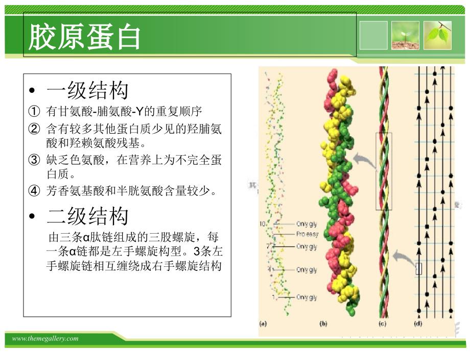 胶原蛋白的理化性质及其应用_第4页