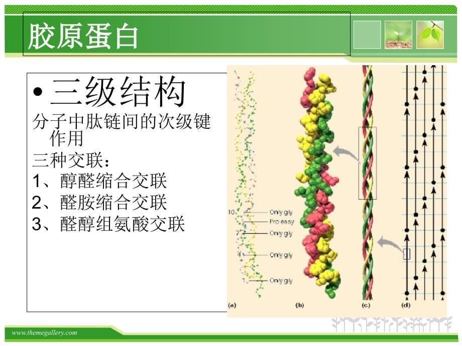 胶原蛋白的理化性质及其应用_第5页