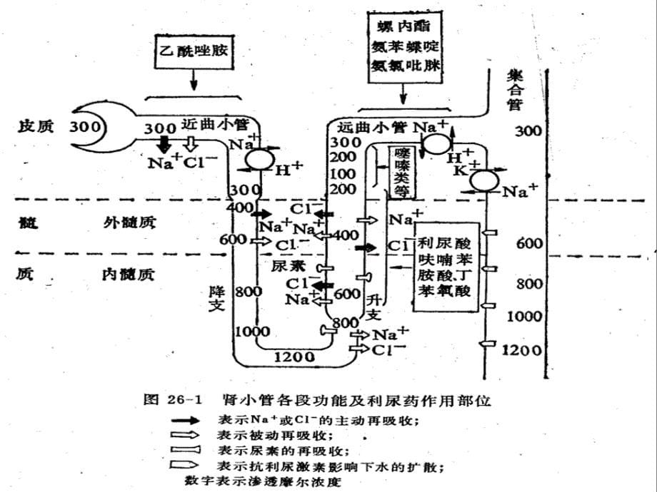 第二十四章利尿药和脱水药Diureticsanddehydrantagents_第5页