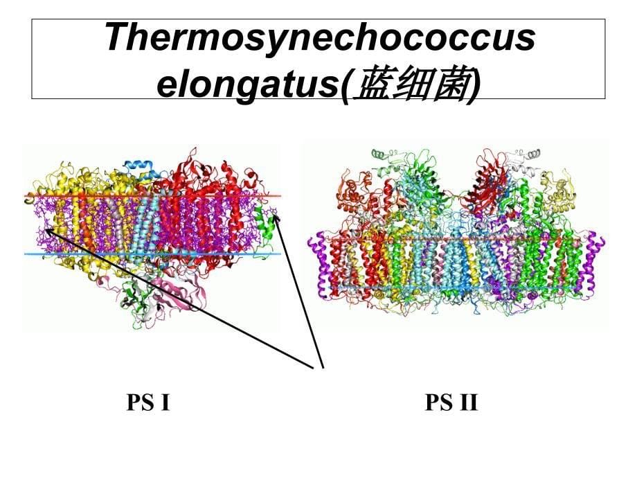 叶绿体色素的提取、分离、理化性质鉴定及含量测定_第5页