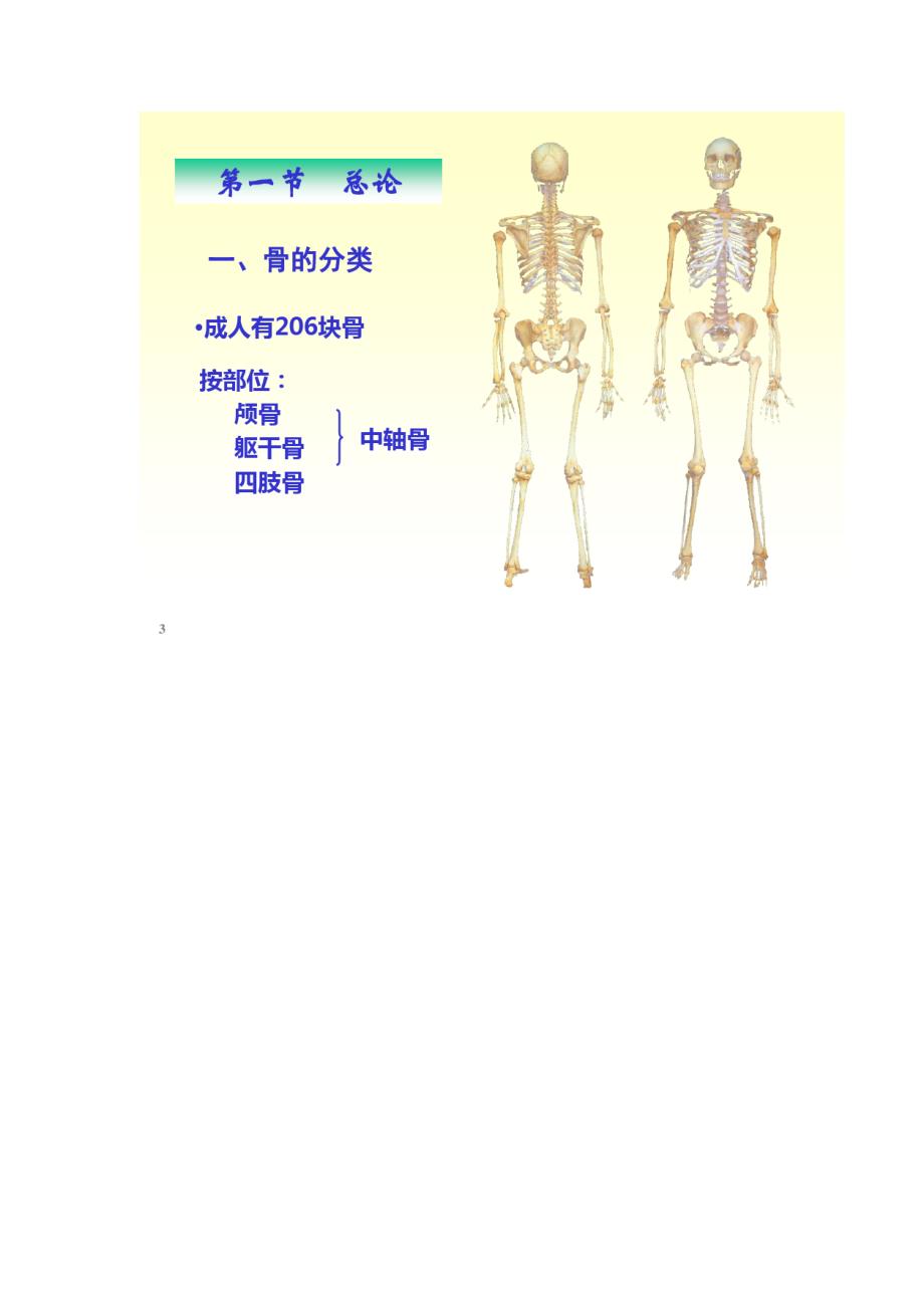 人体解剖骨学精品课件_第3页