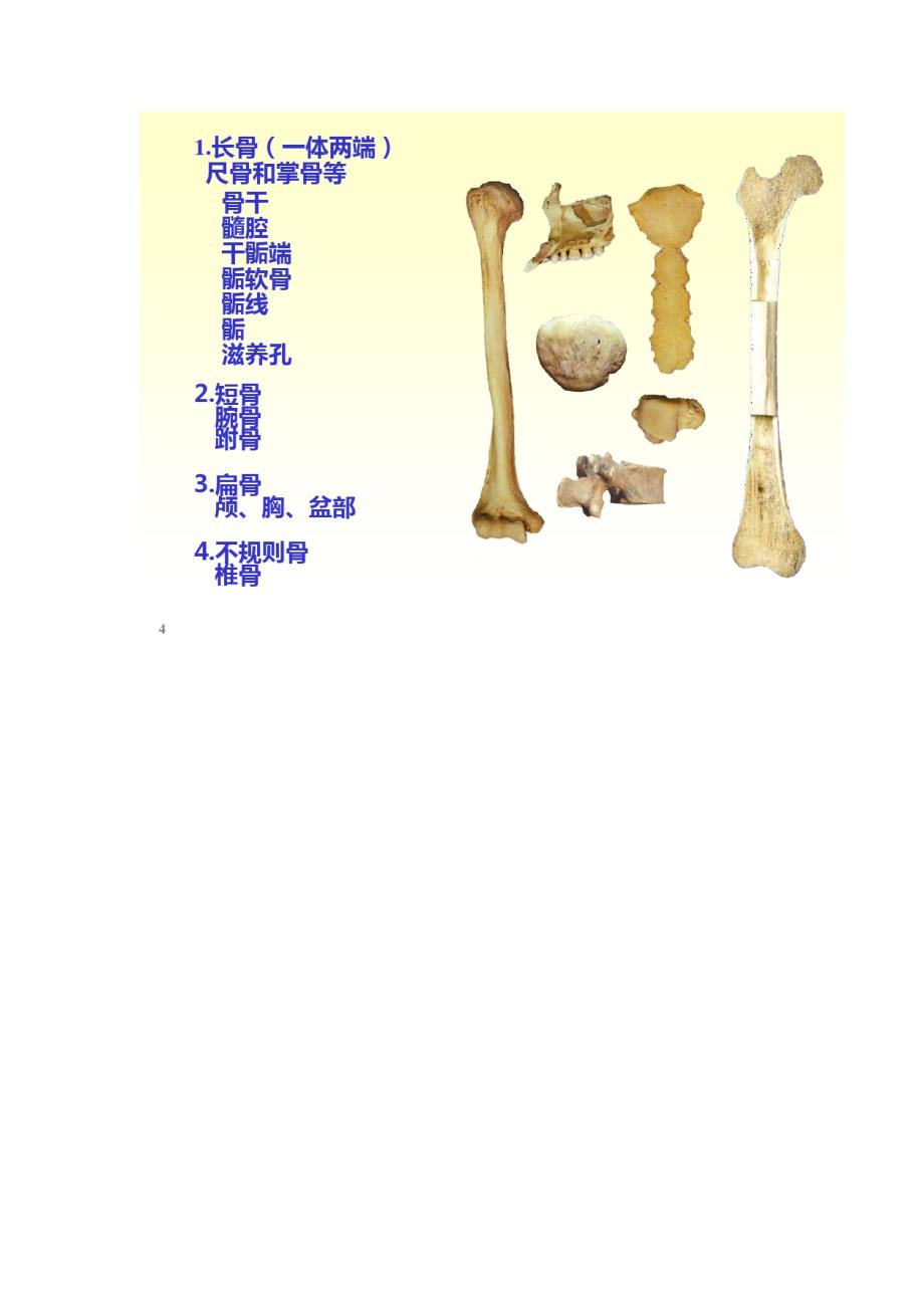 人体解剖骨学精品课件_第4页