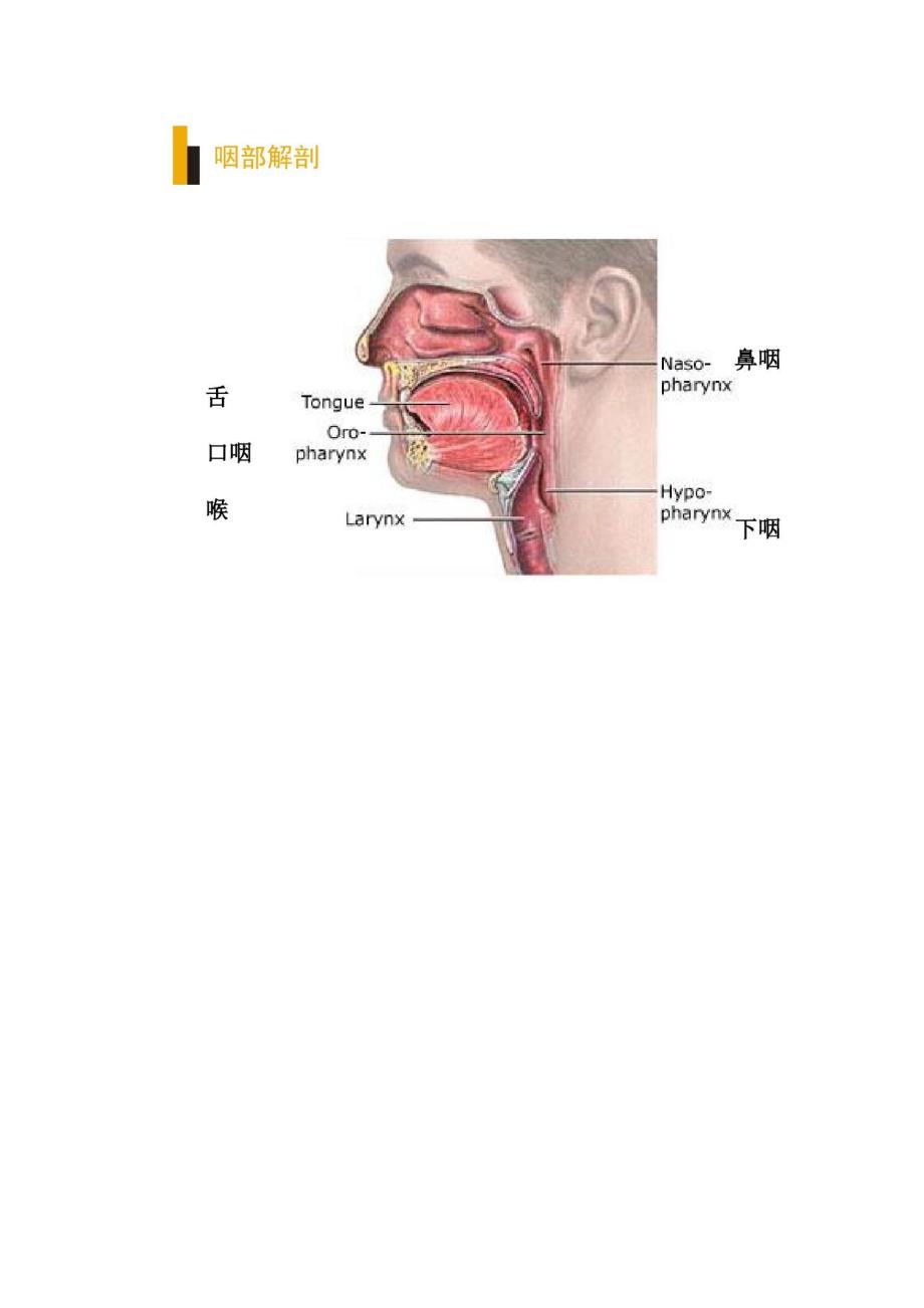 咽部解剖扁桃体炎课件_第3页